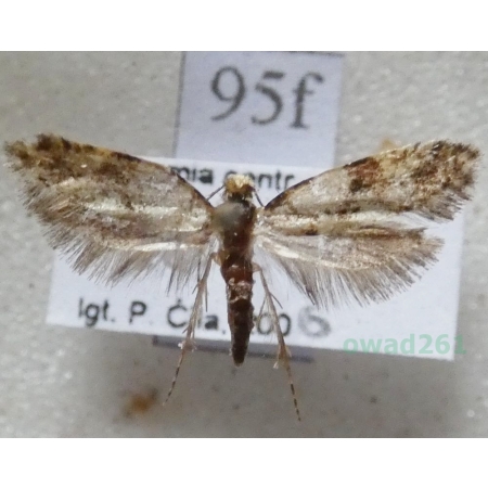 Argyresthia sorbiella (Treitschke, 1833) Czech95f